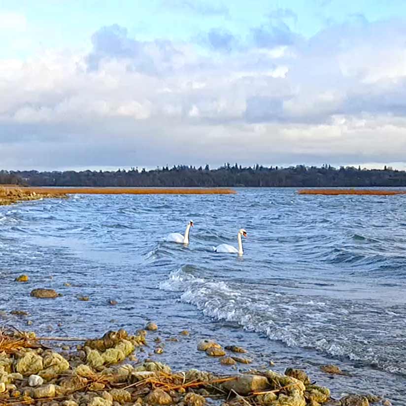 Music, Swans, and Natural Lakeshore Waves